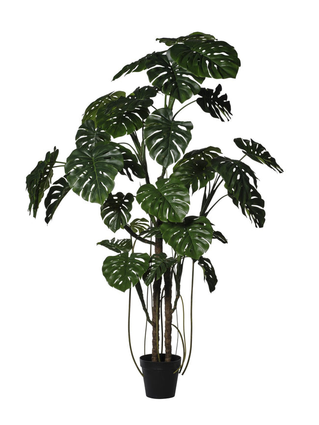 Monstera