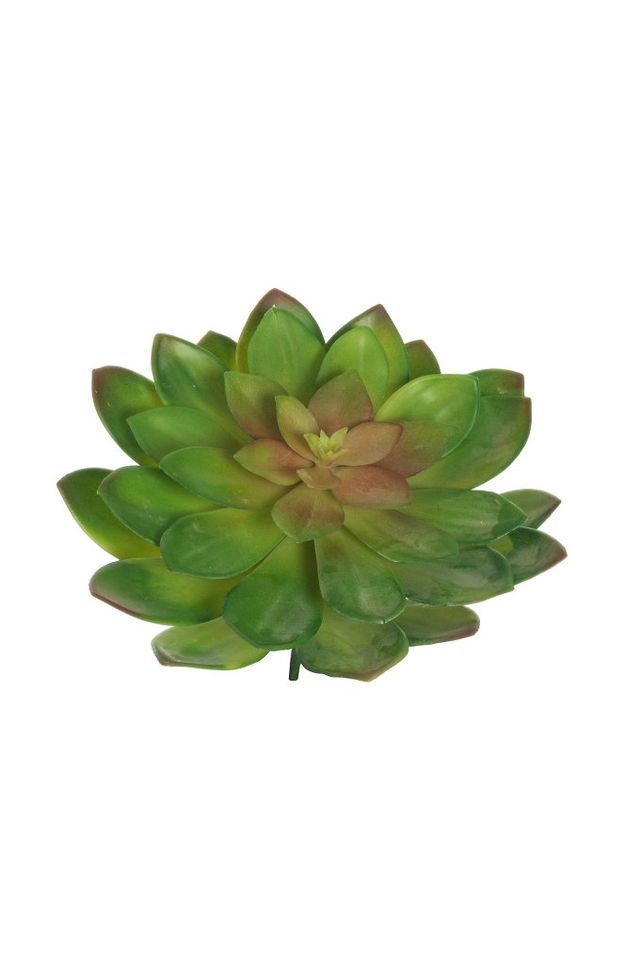 Echeveria