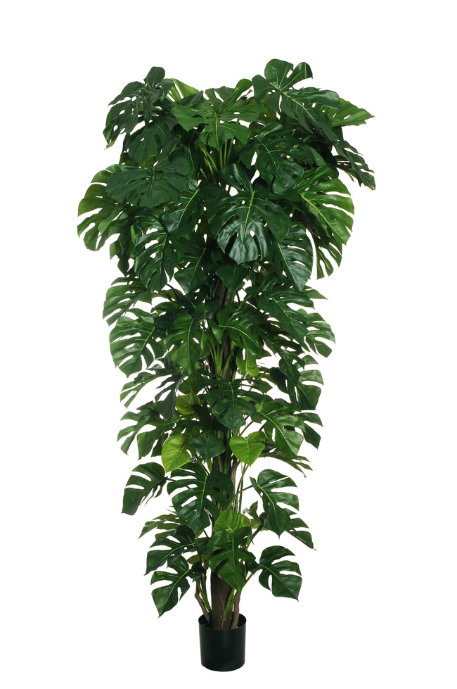 Philodendron Monstera