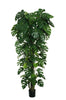 Philodendron Monstera