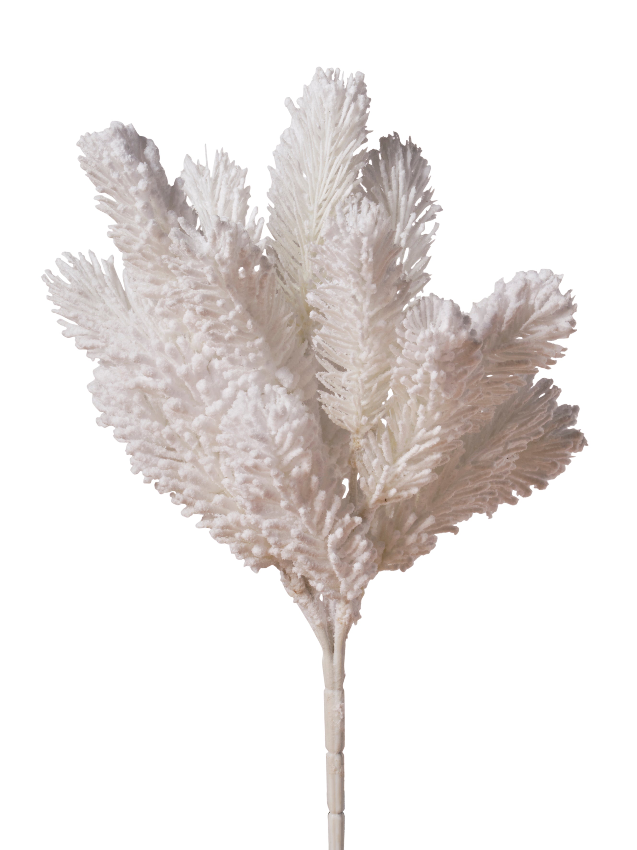 Piquet de pin blanc