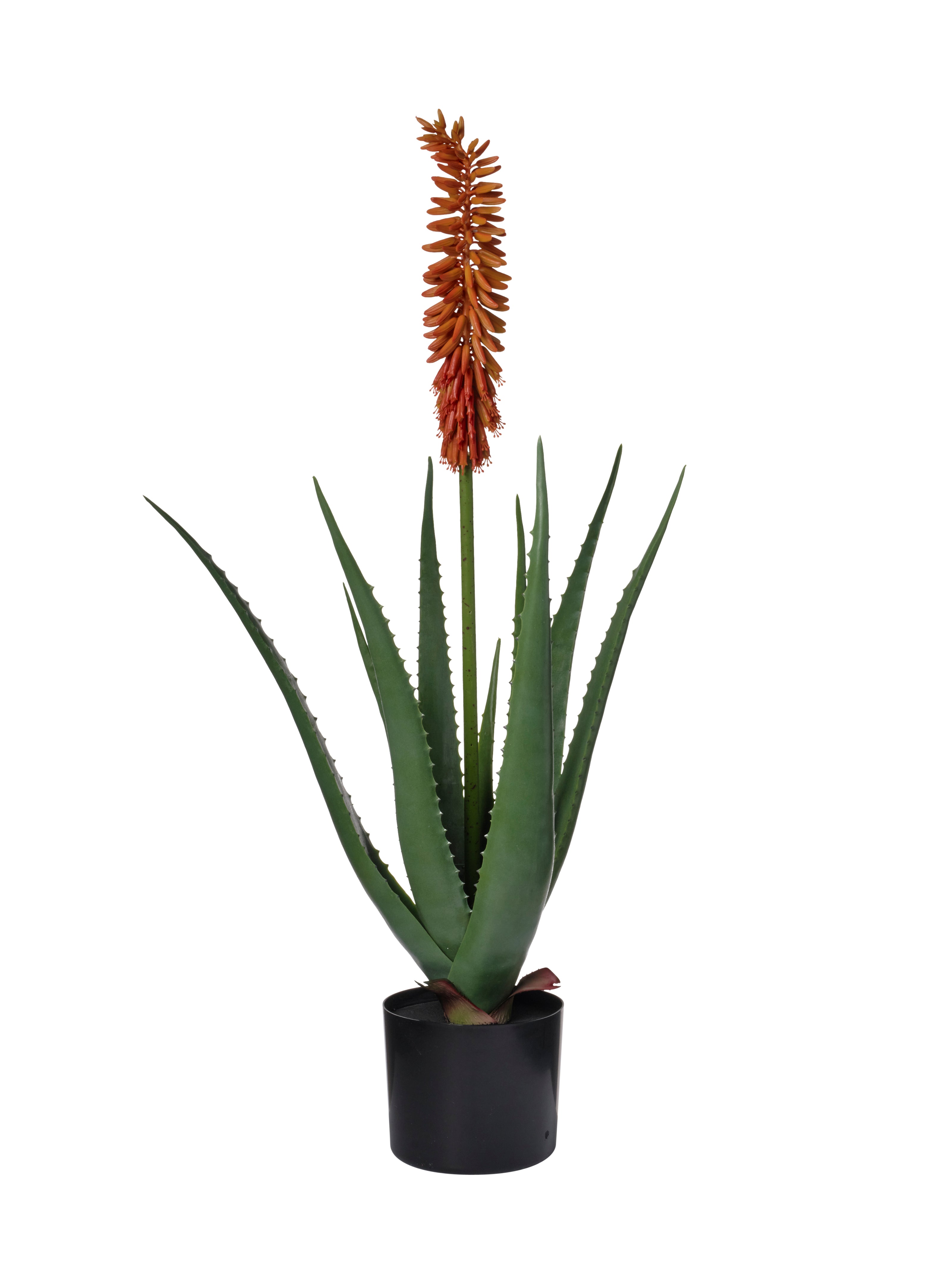 Plante Aloe Vera
