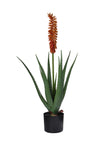 Plante Aloe Vera