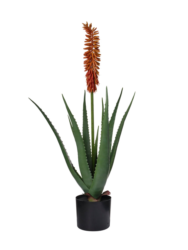 Plante Aloe Vera