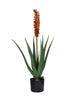 Plante Aloe Vera