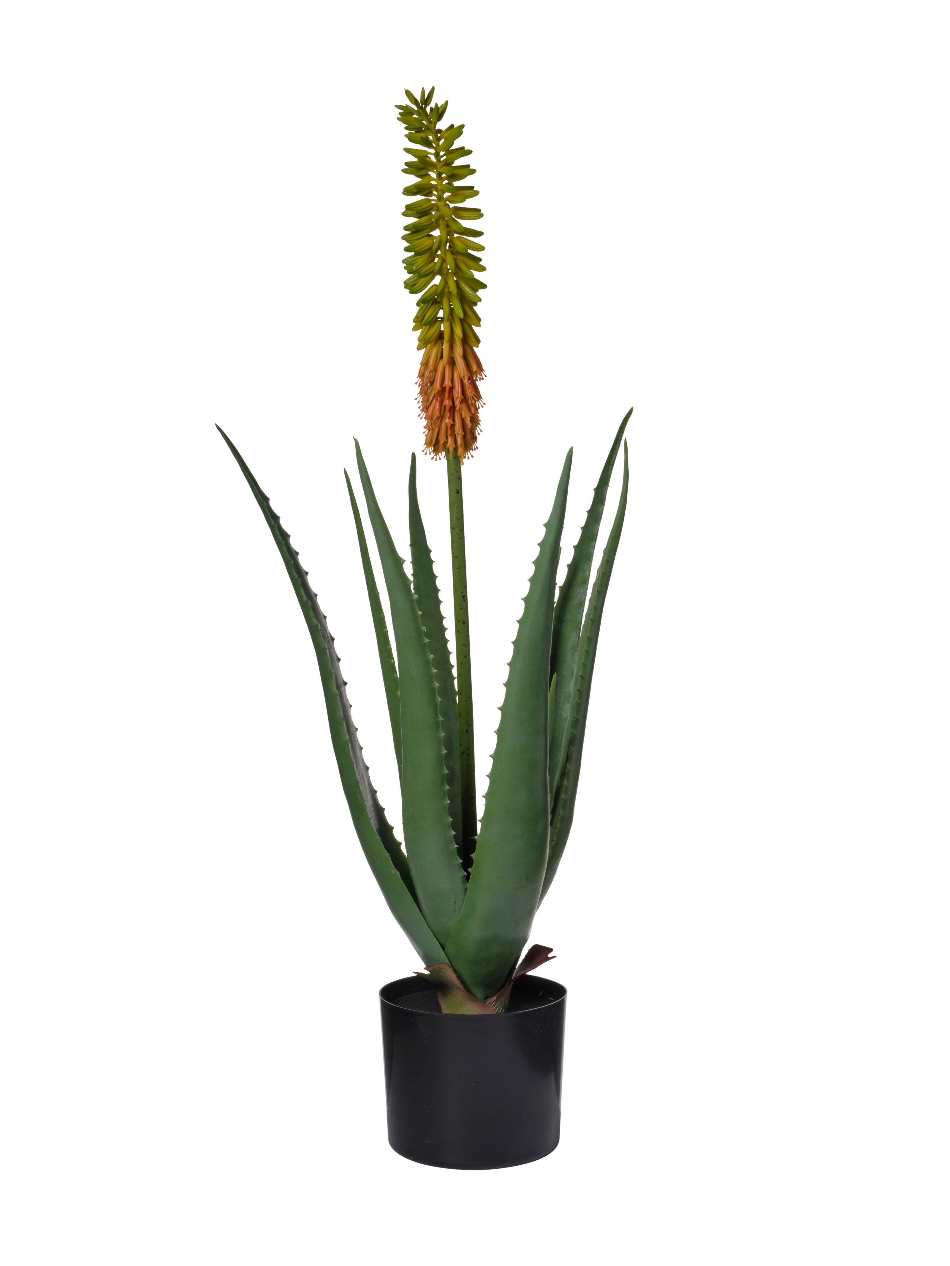 Plante Aloe Vera