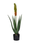 Plante Aloe Vera