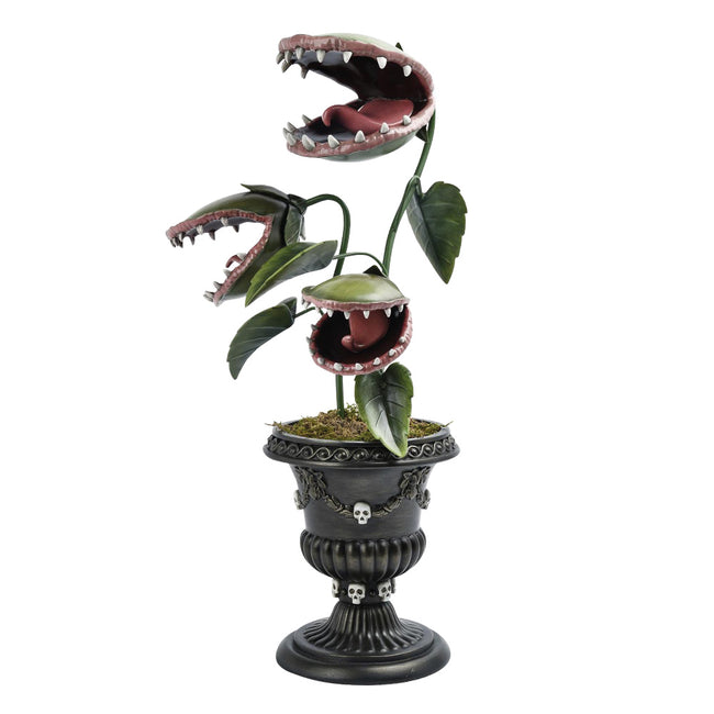 Plante carnivore