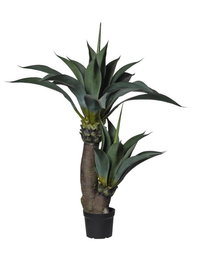 Plante d’agave
