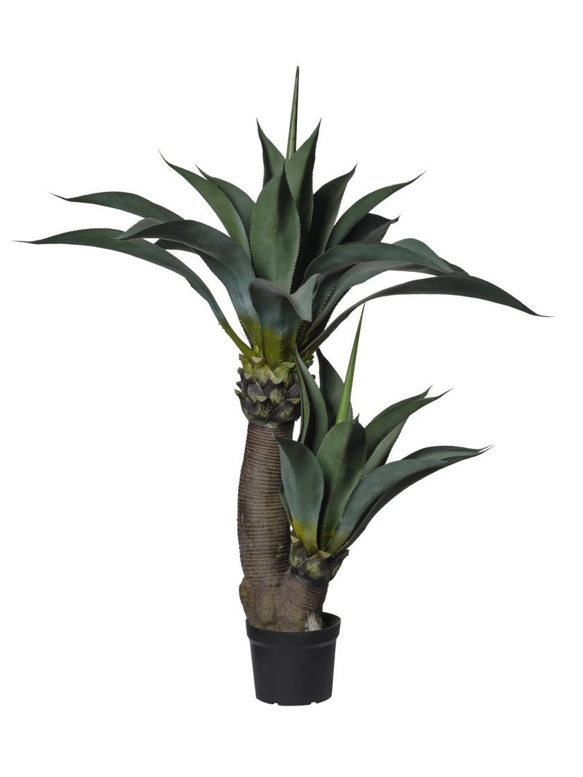 Plante d’agave