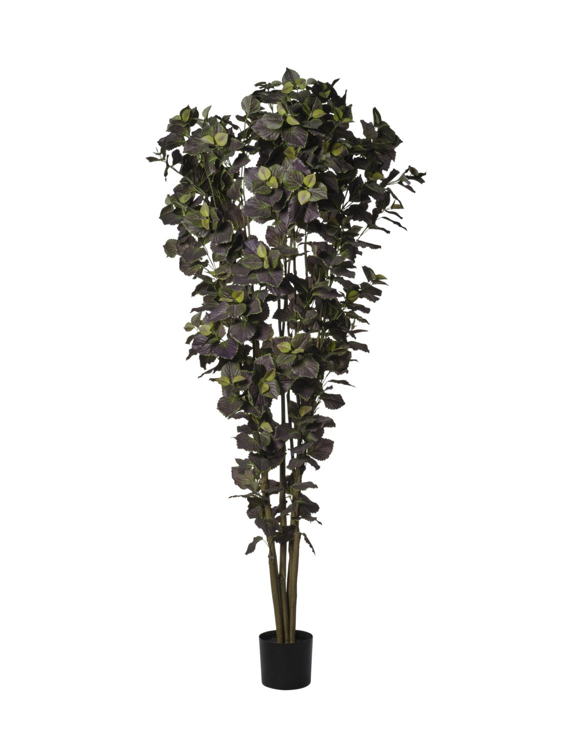 Plante de perrilla
