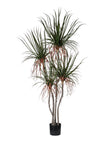 Plante Dragonier
