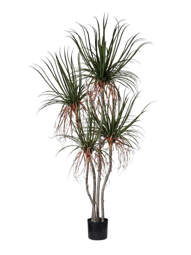 Plante Dragonier