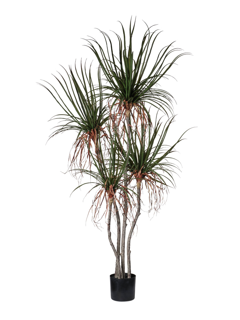 Plante Dragonier