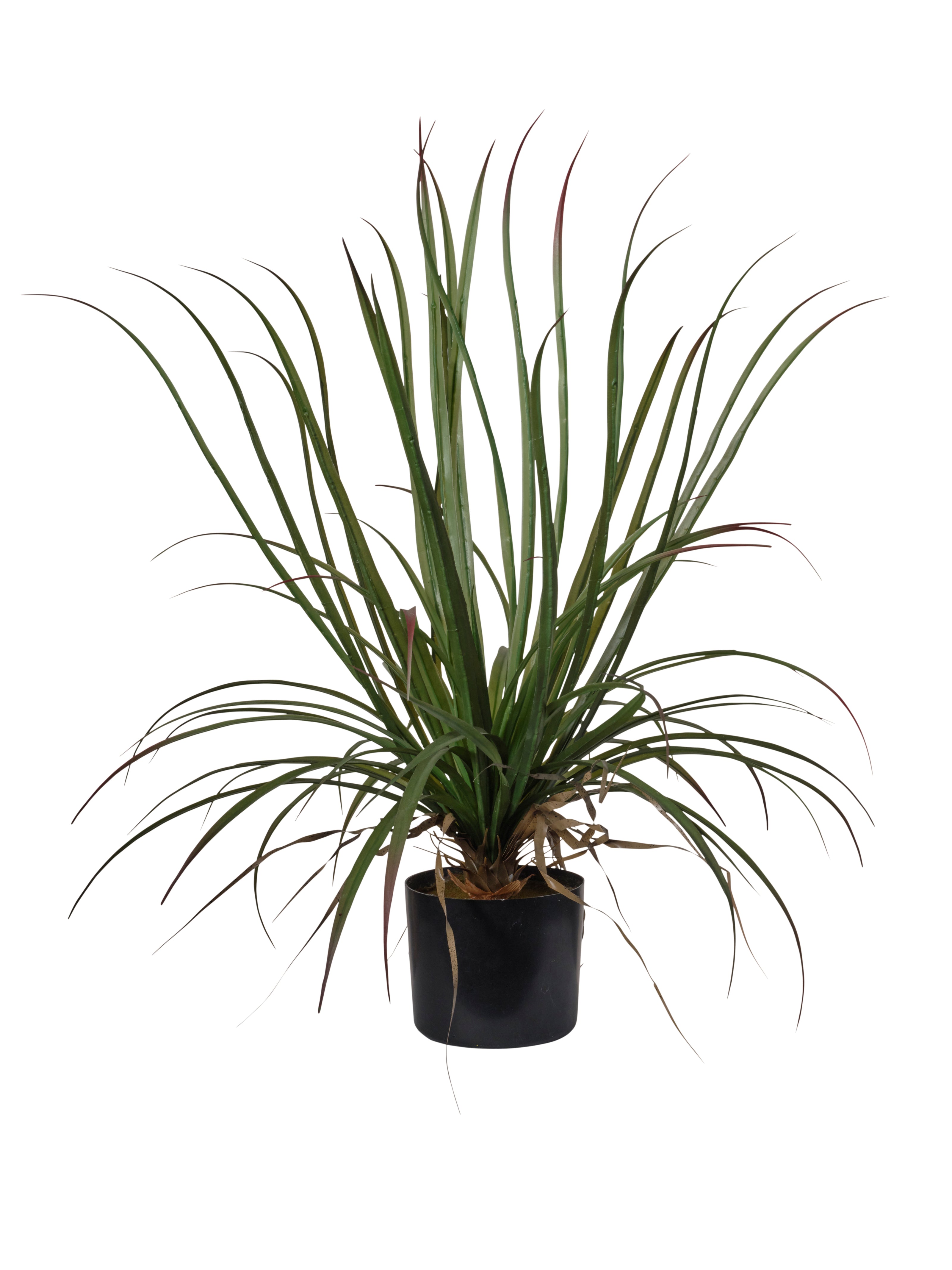 Plante Dragonier