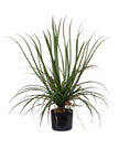 Plante Dragonier