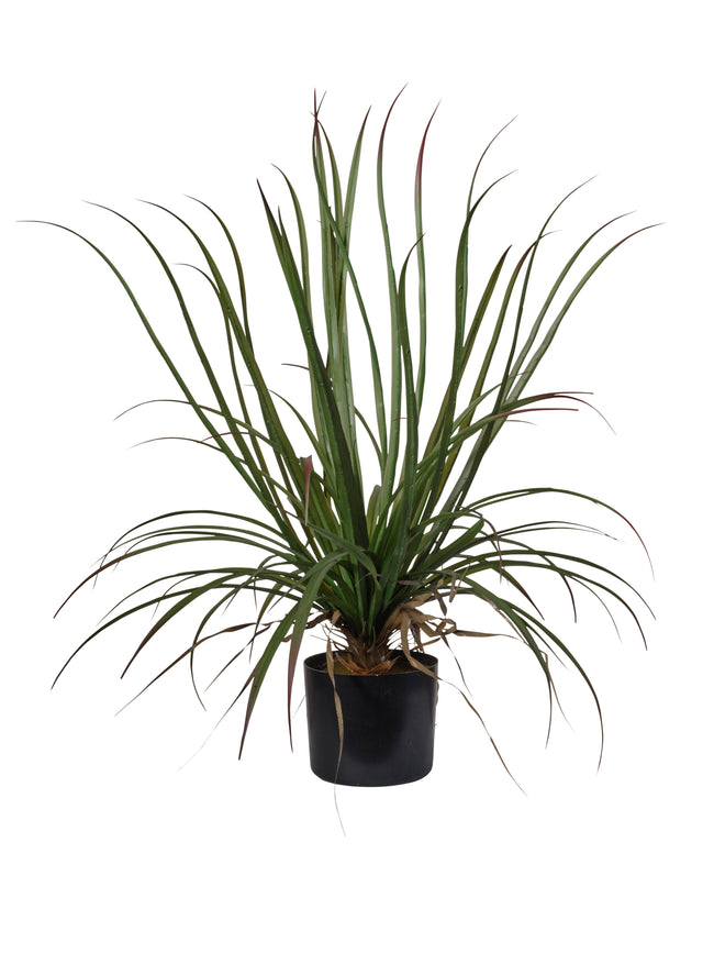 Plante Dragonier