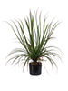 Plante Dragonier