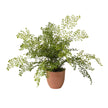 Plante felce