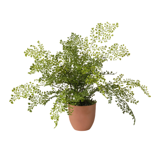 Plante felce