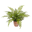 Plante fern