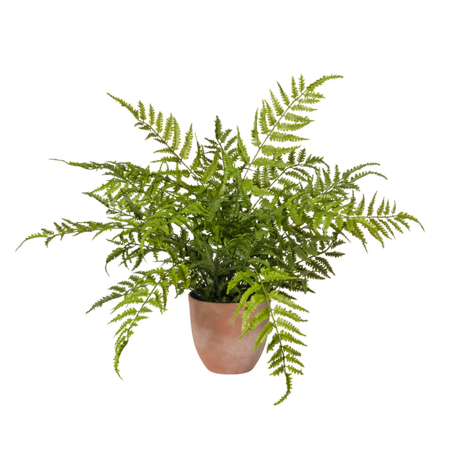 Plante fern