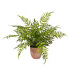 Plante fern