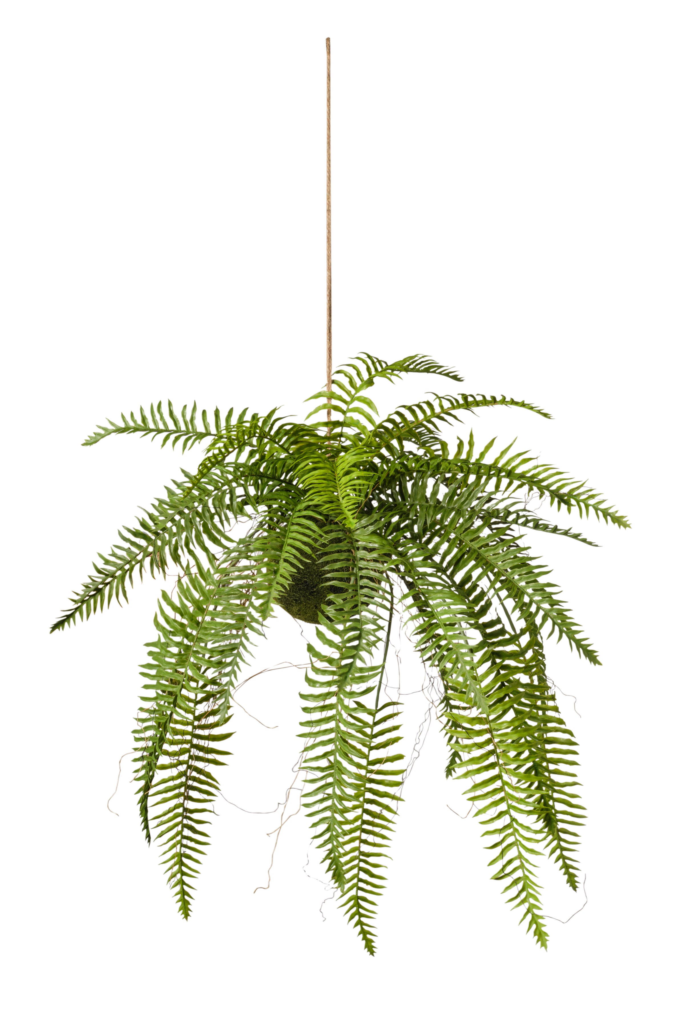 Plante fern suspendue
