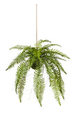 Plante fern suspendue
