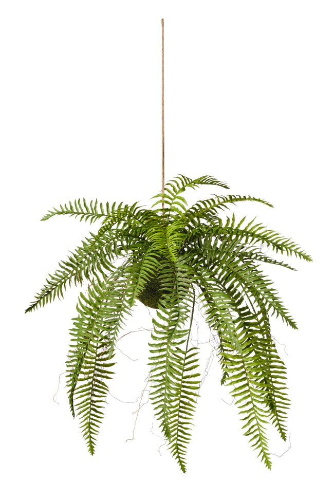 Plante fern suspendue