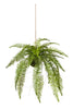 Plante fern suspendue