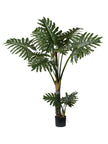 Plante philo