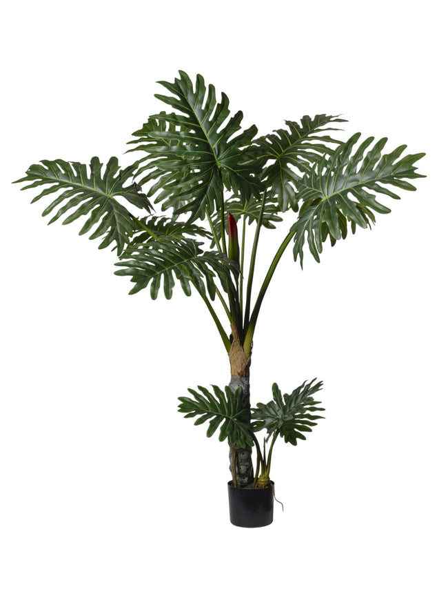 Plante philo