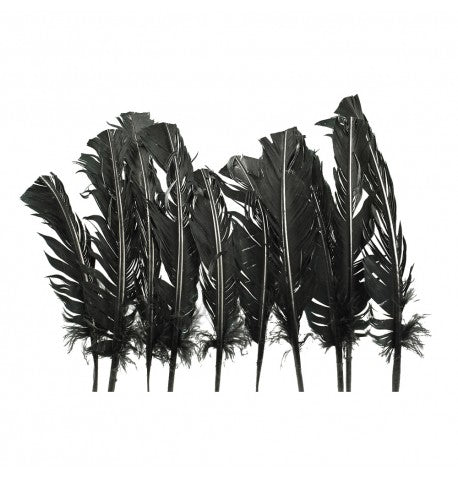 Plumes de dinde