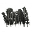 Plumes de dinde