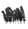 Plumes de dinde