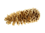 Pomme de pin doré