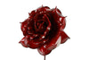 Rose rouge rosa shiny