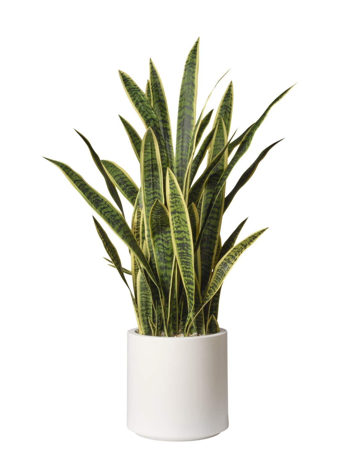 Sansevieria en pot