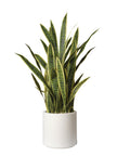Sansevieria en pot