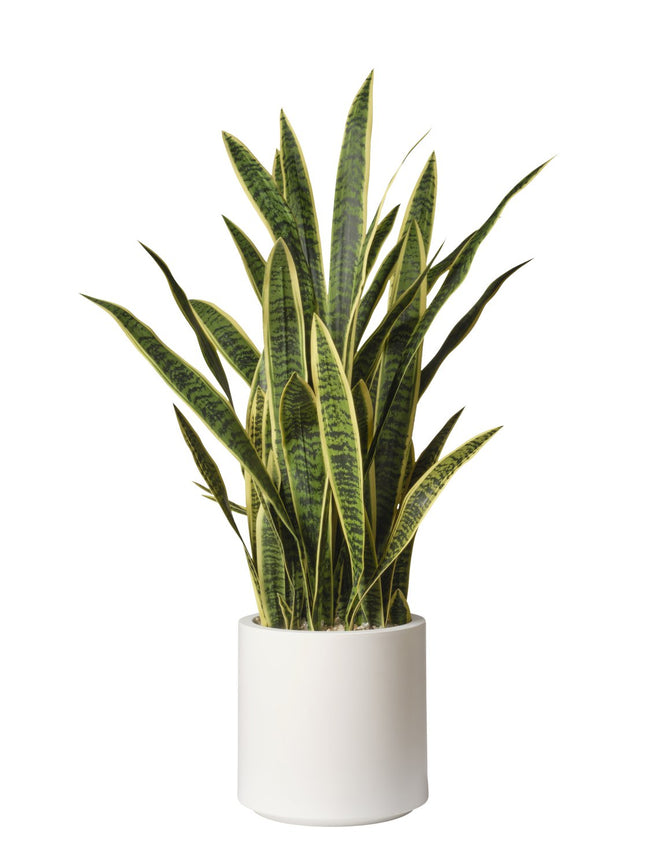 Sansevieria en pot