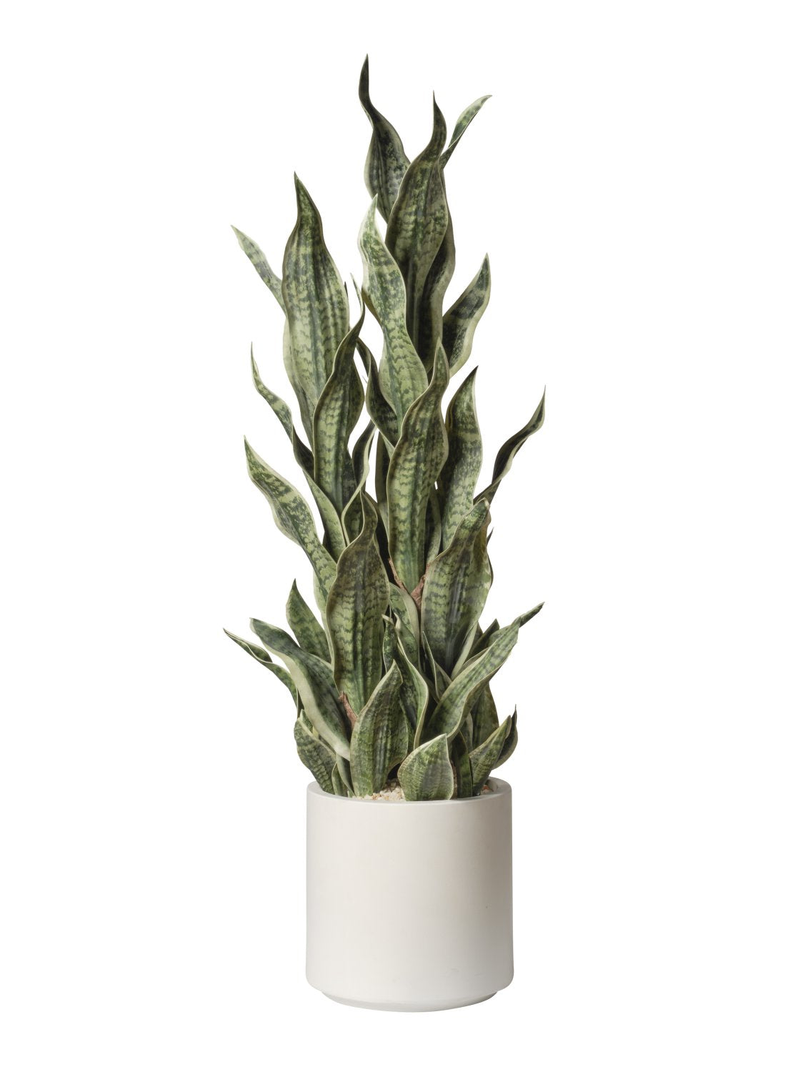 Sansevieria en pot