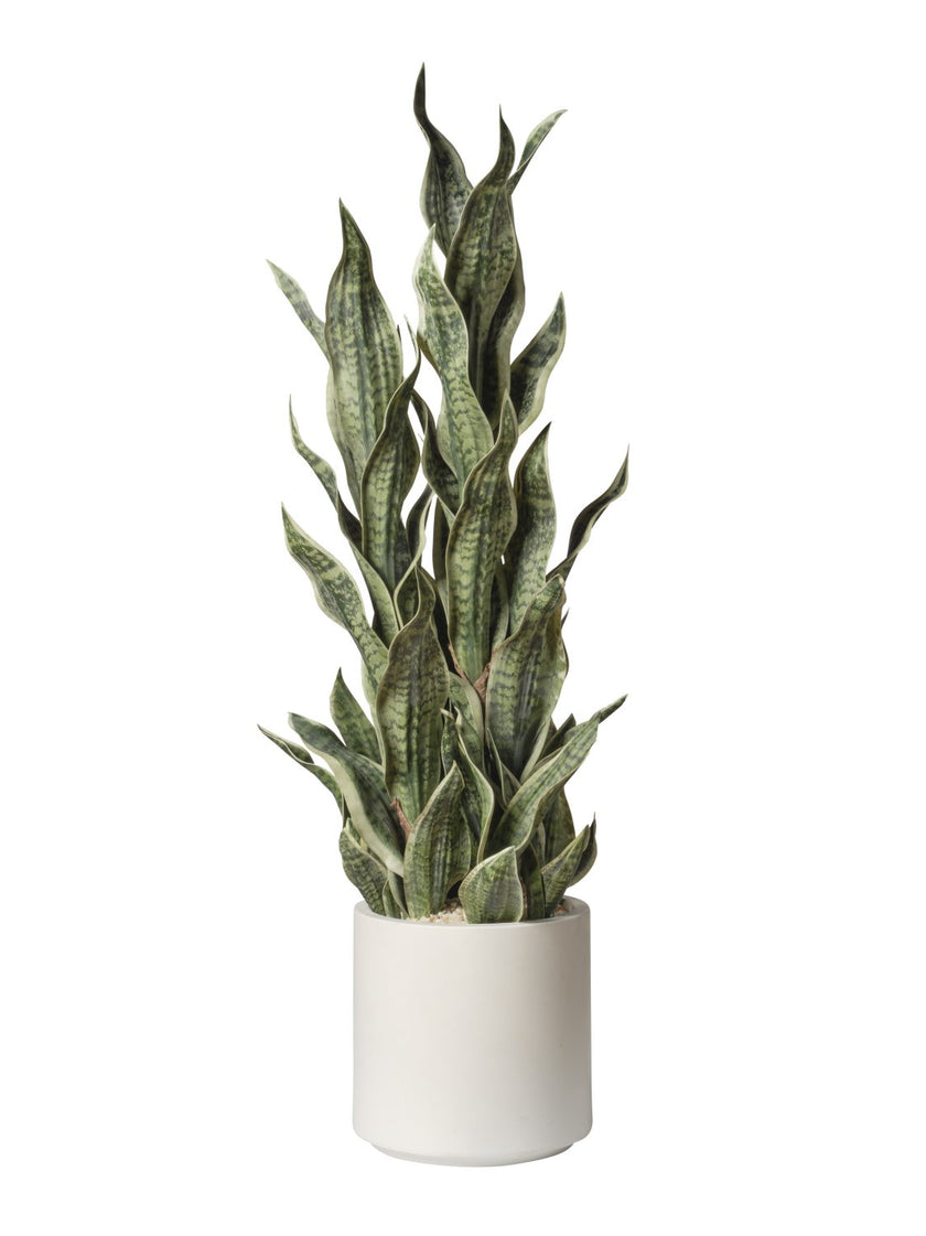 Sansevieria en pot