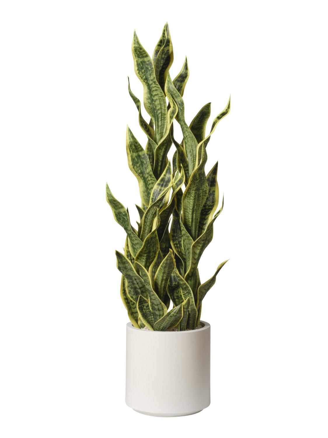 Sansevieria en pot