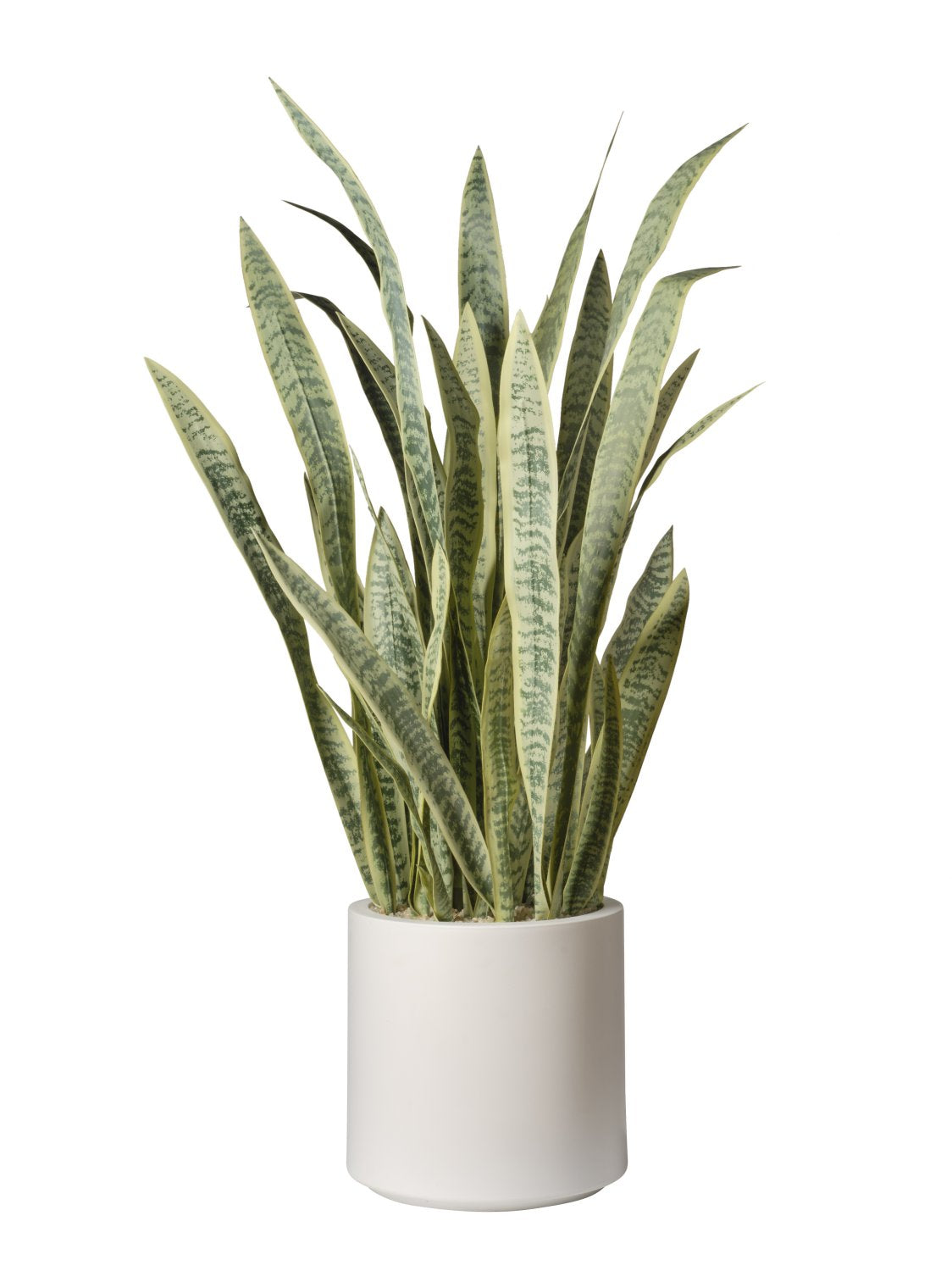 Sansevieria en pot