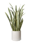 Sansevieria en pot