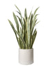 Sansevieria en pot