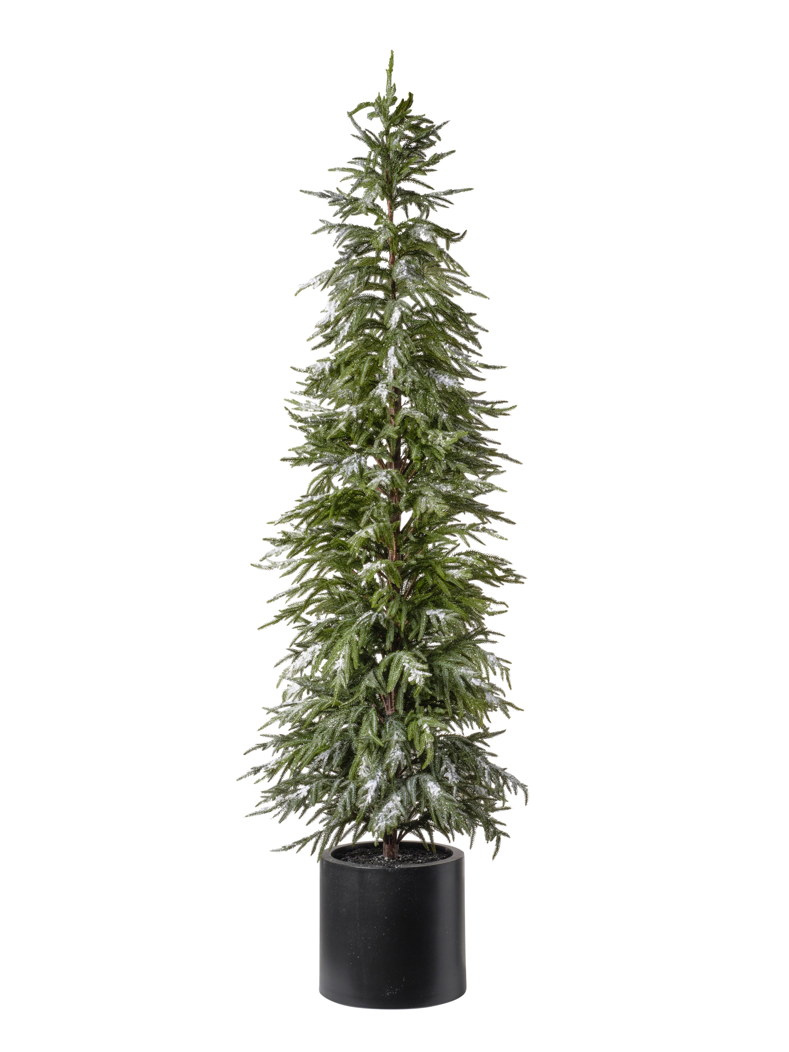 Sapin avec pot