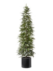 Sapin avec pot