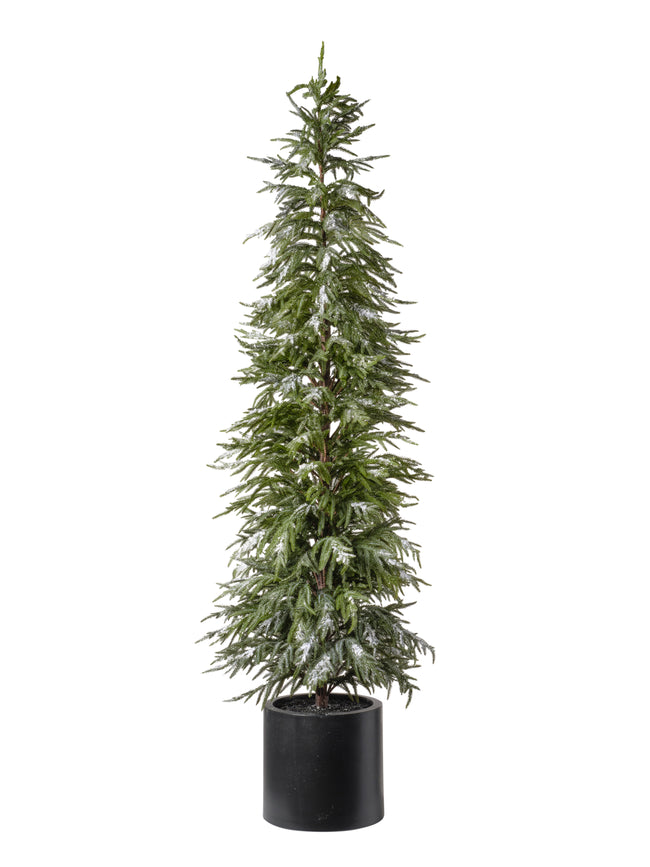 Sapin avec pot